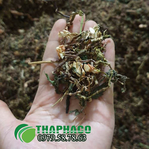 Trà sơn mật hồng sâm nguyên chất tại TP.HCM