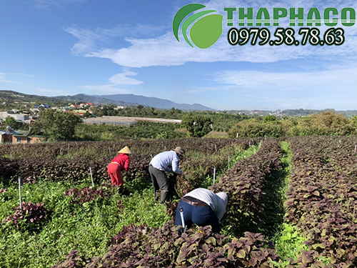 Vùng trông nguyên liệu của THAPHACO