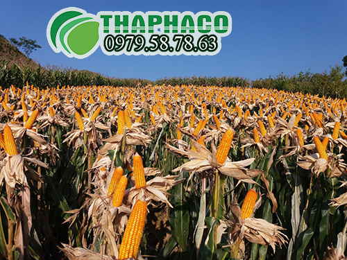 Quy trình sản xuất tinh bột bắp tại THAPHACO