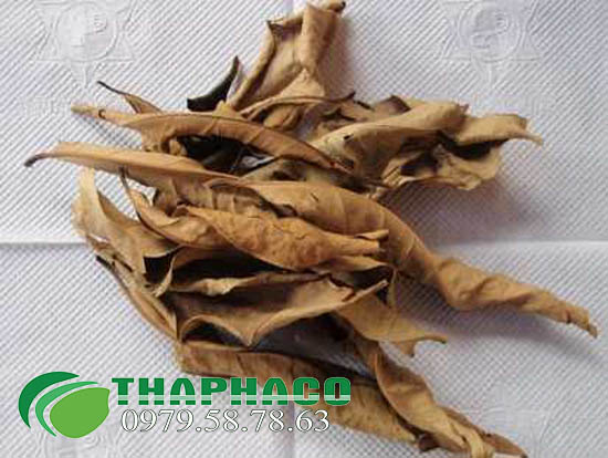 Mua Sỉ Lá Vối Khô Tại TP.HCM Ở THAPHACO
