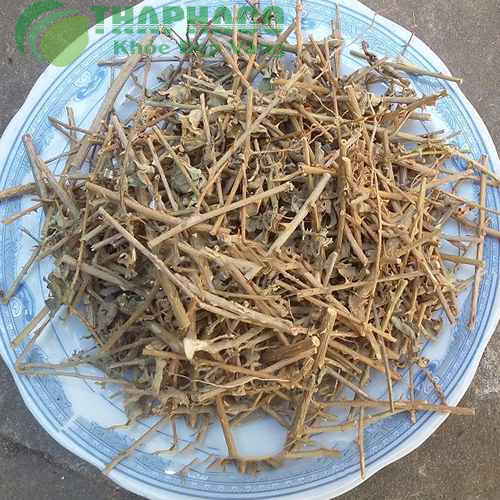 Mua Sỉ Cà Gai Leo Tại TP.HCM Ở Đâu Uy Tín ?