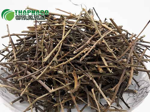 THAPHACO - Địa Chỉ Bán Sỉ Cà Gai Leo Tại TP.HCM Uy Tín