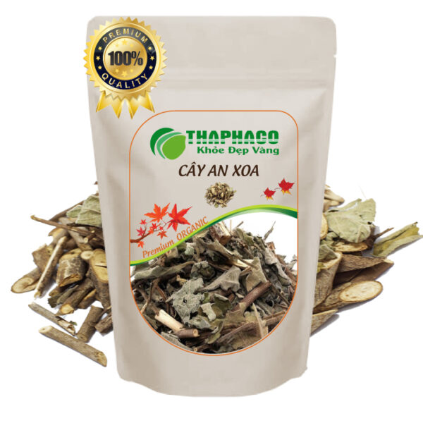 Nơi bán sỉ cây an xoa tại TP.HCM