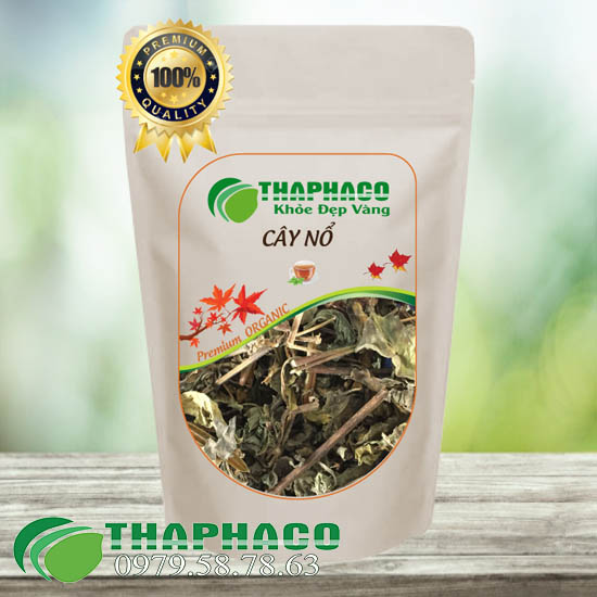 Địa chỉ bán sỉ cây nổ sấy khô tại TP.HCM
