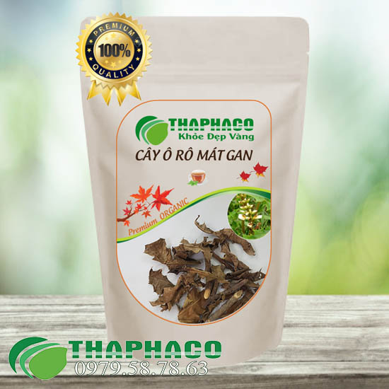 Giá bán sỉ cây ô rô tại TP.HCM