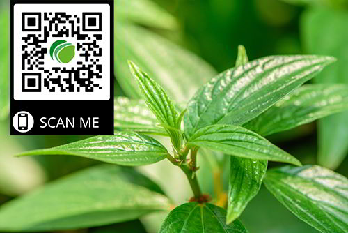 Mua sỉ cây thuốc dòi tại THAPHACO HCM