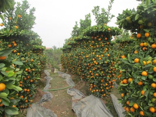 quất vàng sấy thăng hoa