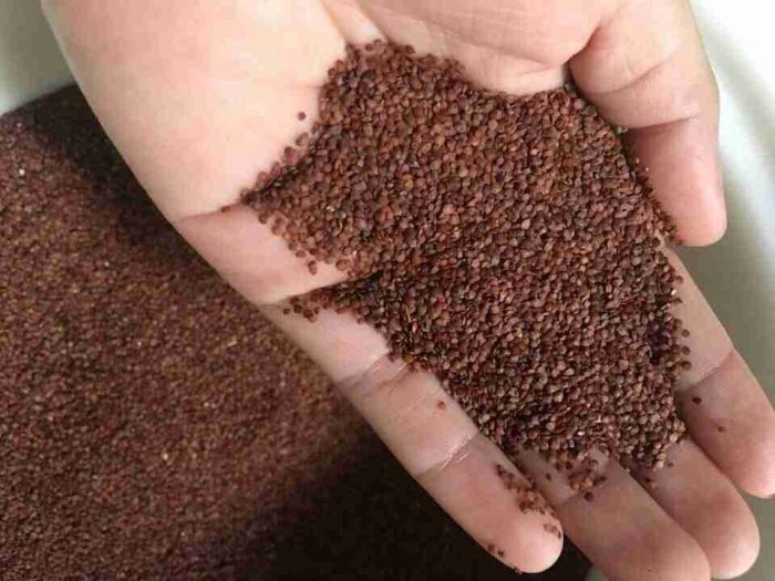 Đơn vị Bán Sỉ Hạt Ngũ Hoa Tại TP.HCM Ở Đâu ?