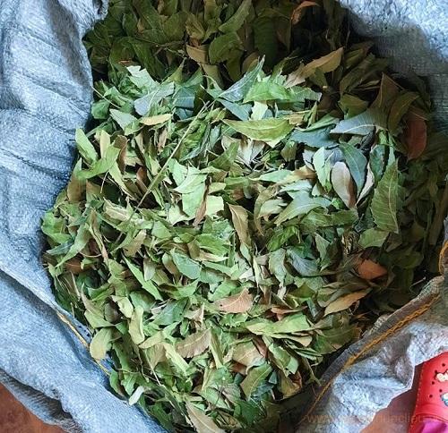 Mua bán sỉ lá neem khô tại TP.HCM ở THAPHACO