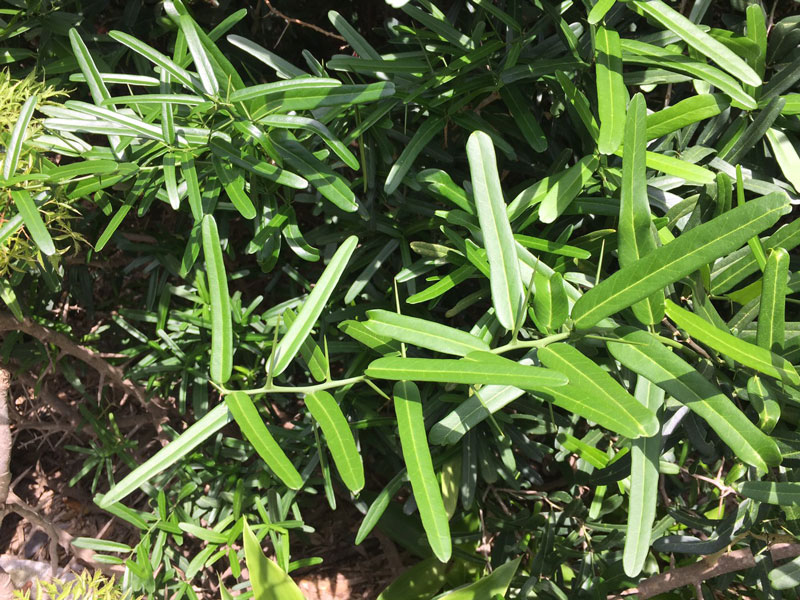 Giới thiệu về cây xáo tam phân