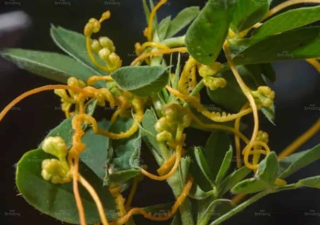Đặc điểm tự nhiên của thỏ ty tử