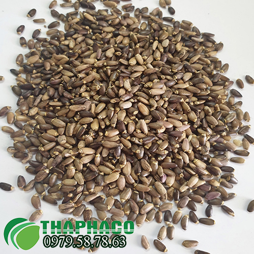 Cam kết của Thaphaco khi cung cấp sỉ hạt kế sữa cho khách hàng
