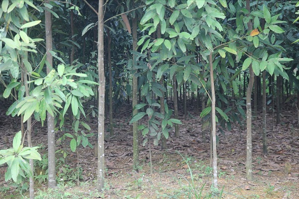 Đặc điểm của cây quế