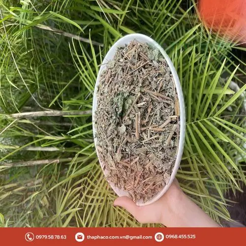 Chè dây khô nguyên chất từ THAPHACO, dược liệu sỉ chất lượng cao.