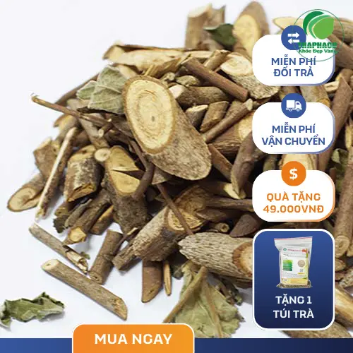 Phân loại và kiểm định cây an xoa tại kho Dược Liệu Sỉ THAPHACO