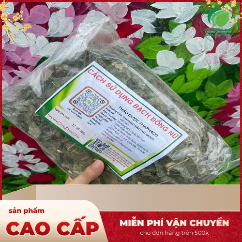 Lá bạch đồng nữ tươi được thu hái tại vườn Dược Liệu Sỉ THAPHACO