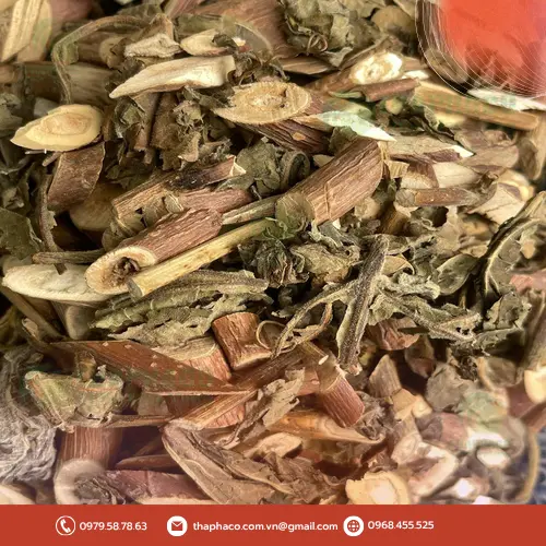 Lá bạch đồng nữ tươi và khô, minh họa đặc điểm dược liệu