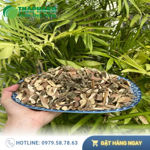 Lá bạch đồng nữ tươi và khô