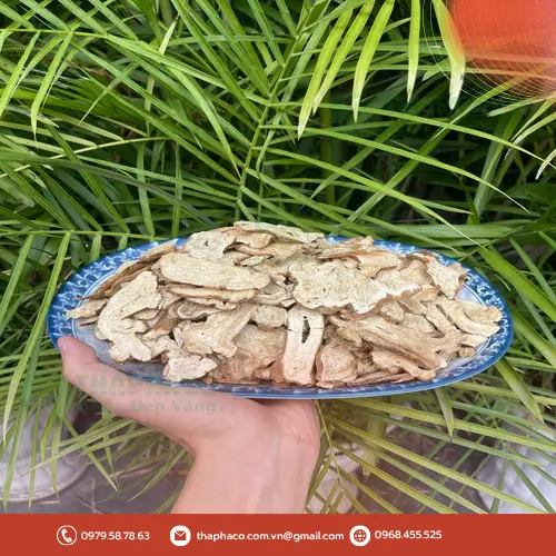 Bạch truật sấy khô chất lượng cao của Dược Liệu Sỉ THAPHACO