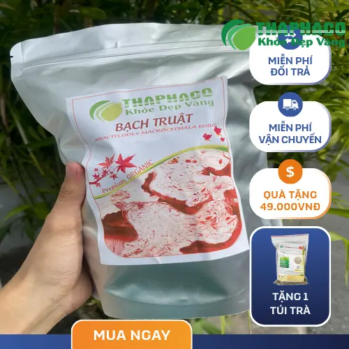 Bạch Truật khô THAPHACO với giá sỉ hấp dẫn