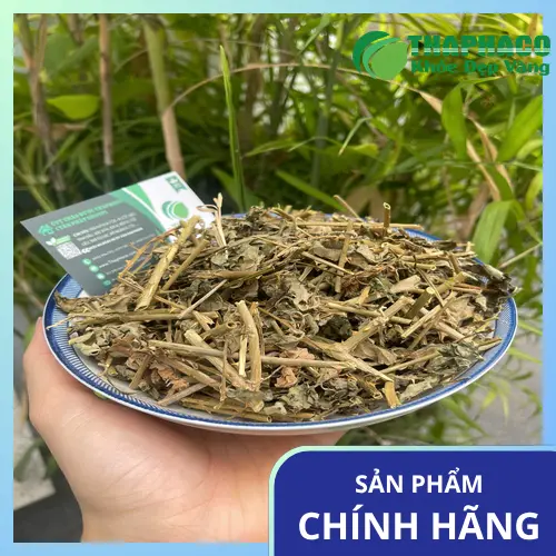 Cà gai leo sấy khô nguyên chất từ THAPHACO