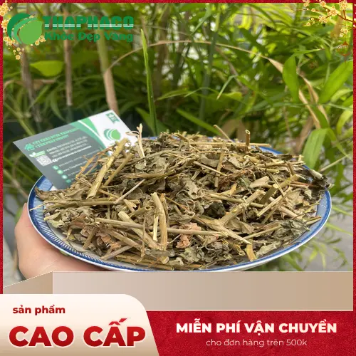 Những nghiên cứu về cà gai leo và tác dụng bảo vệ gan