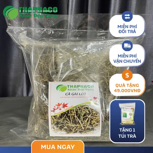 Cà gai leo sấy khô chất lượng cao từ THAPHACO