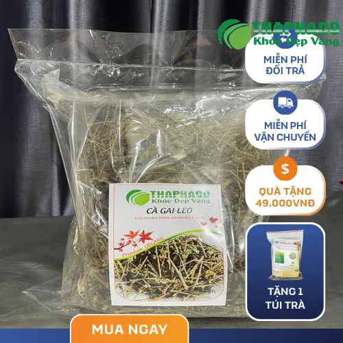 Cà gai leo khô được đóng gói cẩn thận