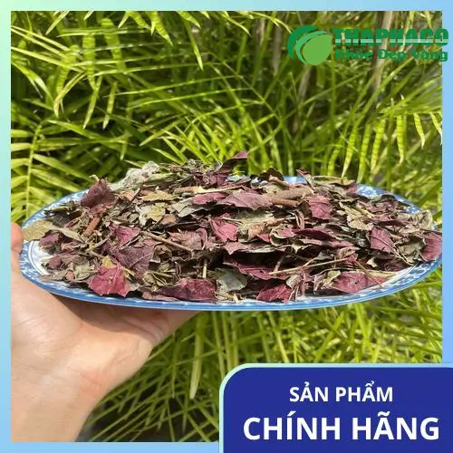 Lá đơn đỏ phơi khô chuẩn bị sơ chế, nguyên liệu tự nhiên chữa viêm da