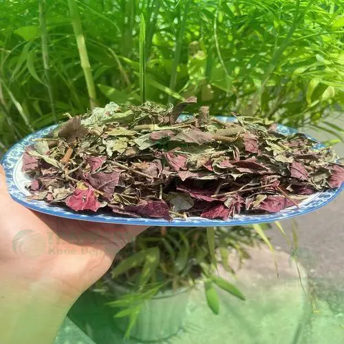 Quy trình phơi sấy lá đơn đỏ THAPHACO đảm bảo vệ sinh