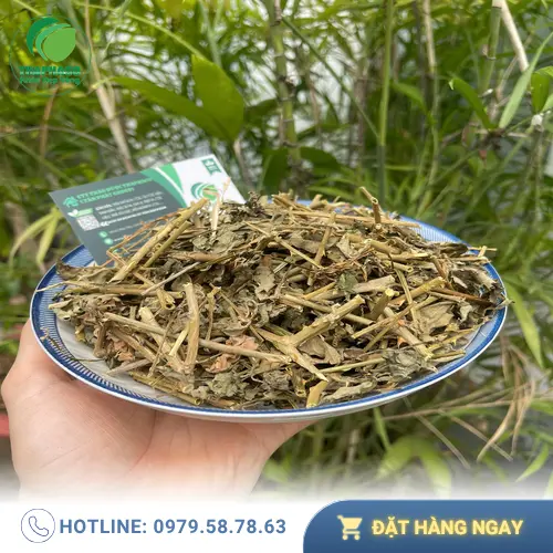 Quy trình kiểm định chất lượng cà gai leo tại THAPHACO