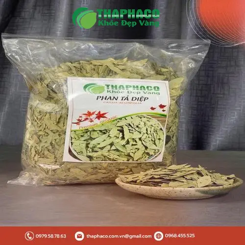 Phan tả diệp khô nguyên chất sẵn sàng cung ứng sỉ