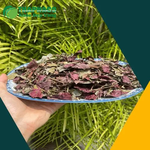 Kiểm định chất lượng lá đơn đỏ trước khi đóng gói