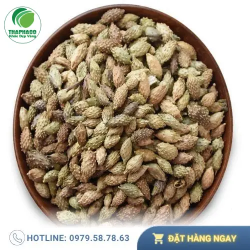 Bảo quản ké đầu ngựa đúng cách