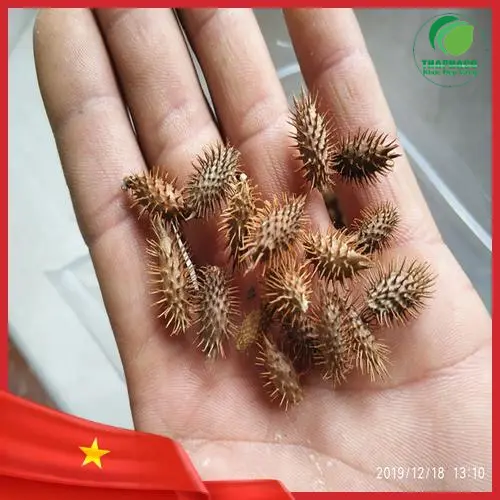Ké đầu ngựa sấy khô tự nhiên nguyên chất