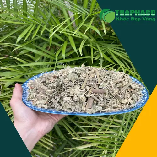 Hình ảnh cây cối xay khô, dược liệu quý hỗ trợ điều trị sỏi thận của THAPHACO