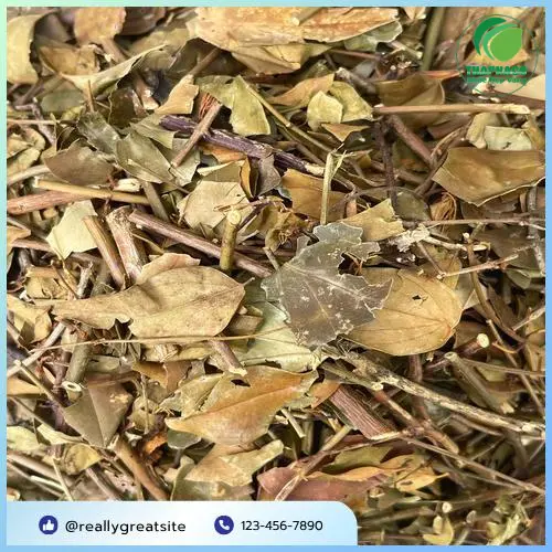 Dây chè vằng tươi xanh tại vườn