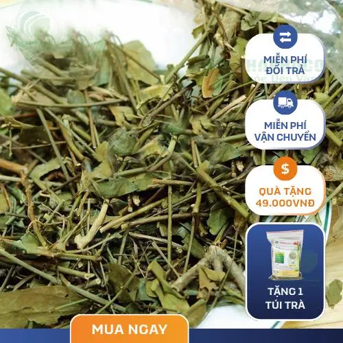 Hình ảnh cây chè vằng khô THAPHACO