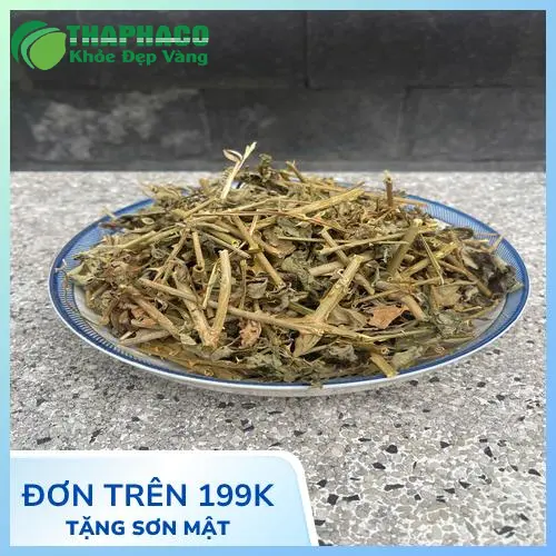 Cà Gai Leo – Thảo dược hỗ trợ gan