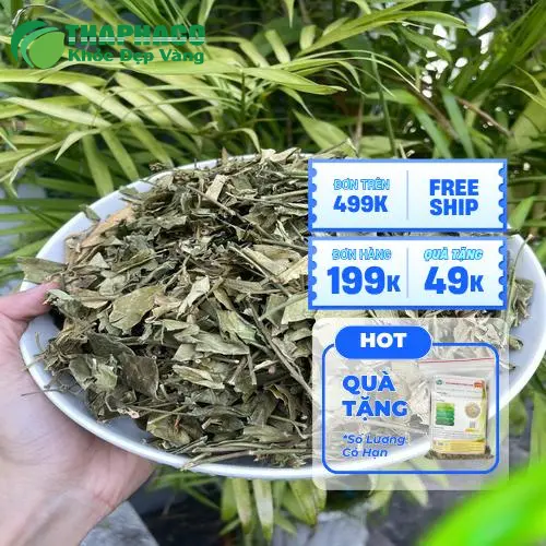 Hình ảnh minh họa cây Dây Thìa Canh tươi tốt