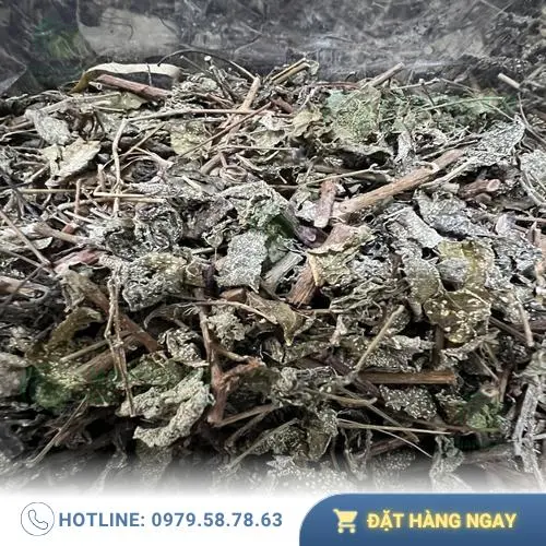 Quy trình chế biến chè dây tại THAPHACO