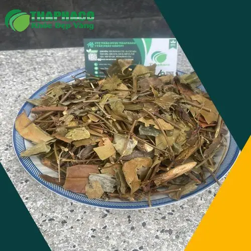 Lá chè vằng khô đã được sơ chế