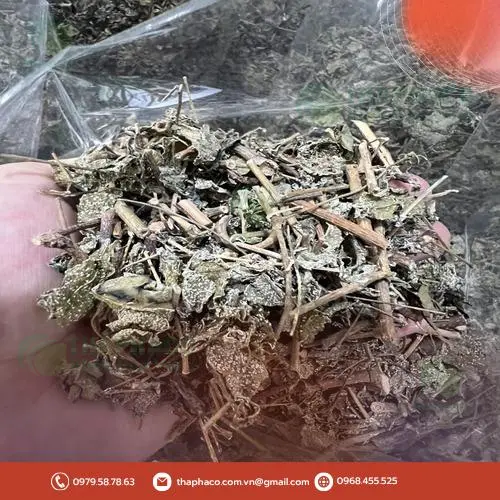 Hình ảnh lá Chè Dây tươi và khô, minh họa quá trình chế biến