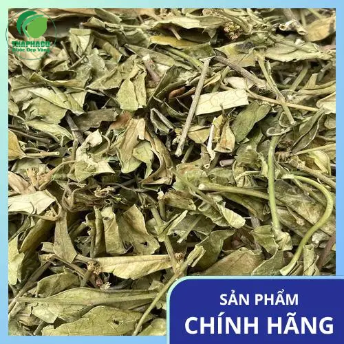 Quy trình phơi sấy Dây Thìa Canh đảm bảo vệ sinh tại THAPHACO