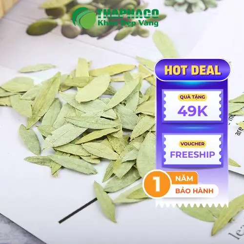 Cận cảnh lá Phan Tả Diệp chất lượng cao tại THAPHACO