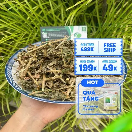 Quy trình phơi sấy cà gai leo đảm bảo vệ sinh và chất lượng