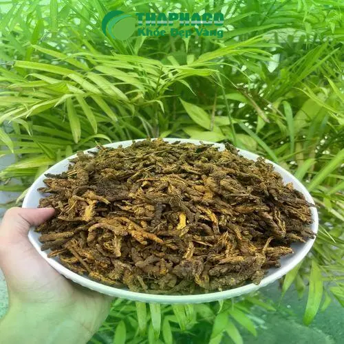 Hoàng Liên đã được sơ chế khô ráo, đóng gói cẩn thận