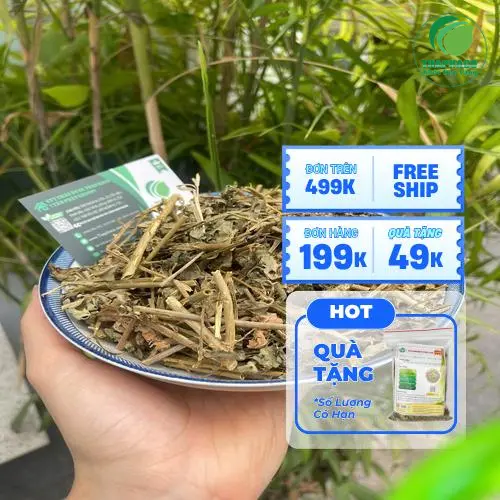 Lợi ích và công dụng của cà gai leo cho sức khỏe