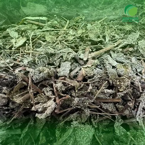 Giải đáp các câu hỏi thường gặp về chè dây