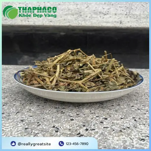 Kho chứa cà gai leo số lượng lớn tại THAPHACO, đảm bảo tiêu chuẩn